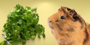 Can Guinea pigs Eat cilantro?