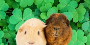 Can Guinea pigs Eat clover?