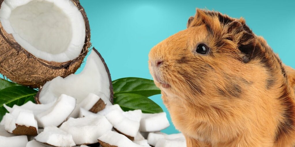 Can Guinea pigs Eat coconut?