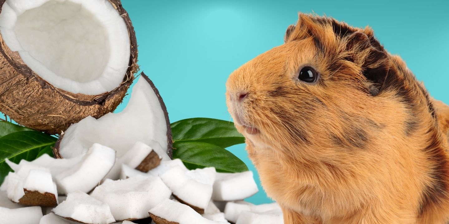 Can Guinea pigs eat coconut? Find out here!