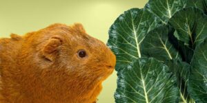 Can Guinea pigs Eat collard greens?