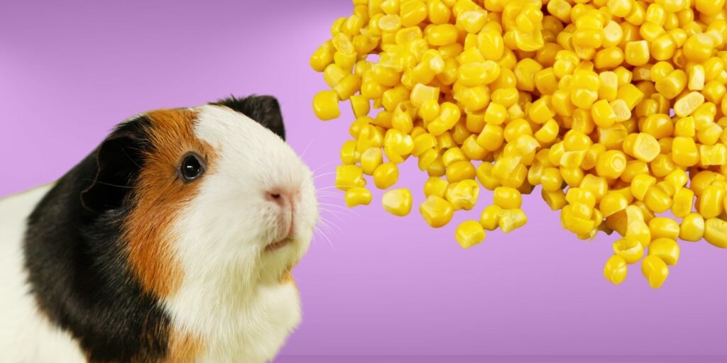 Can Guinea pigs Eat corn?