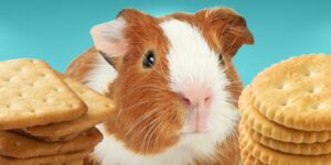 Can Guinea pigs Eat crackers?