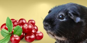 Can Guinea pigs Eat cranberries?
