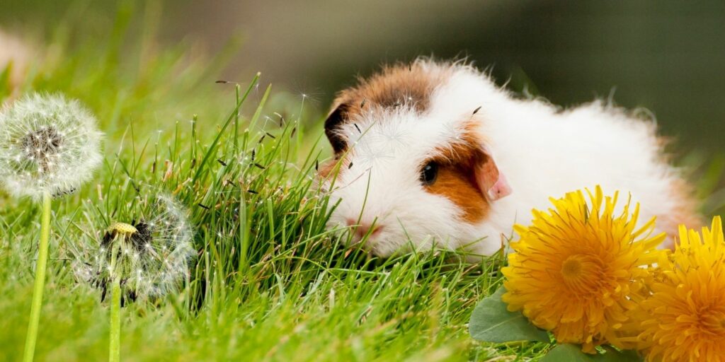 Can Guinea pigs Eat dandelions?