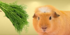 Can Guinea pigs Eat dill?