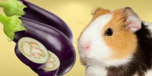 Can Guinea pigs Eat eggplant?