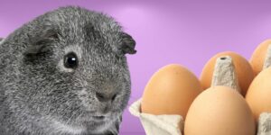 Can Guinea pigs Eat eggs?