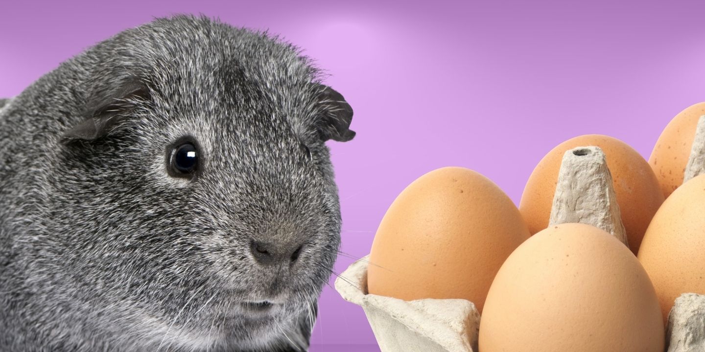 Can Guinea Pigs Eat Eggs? A Comprehensive Guide