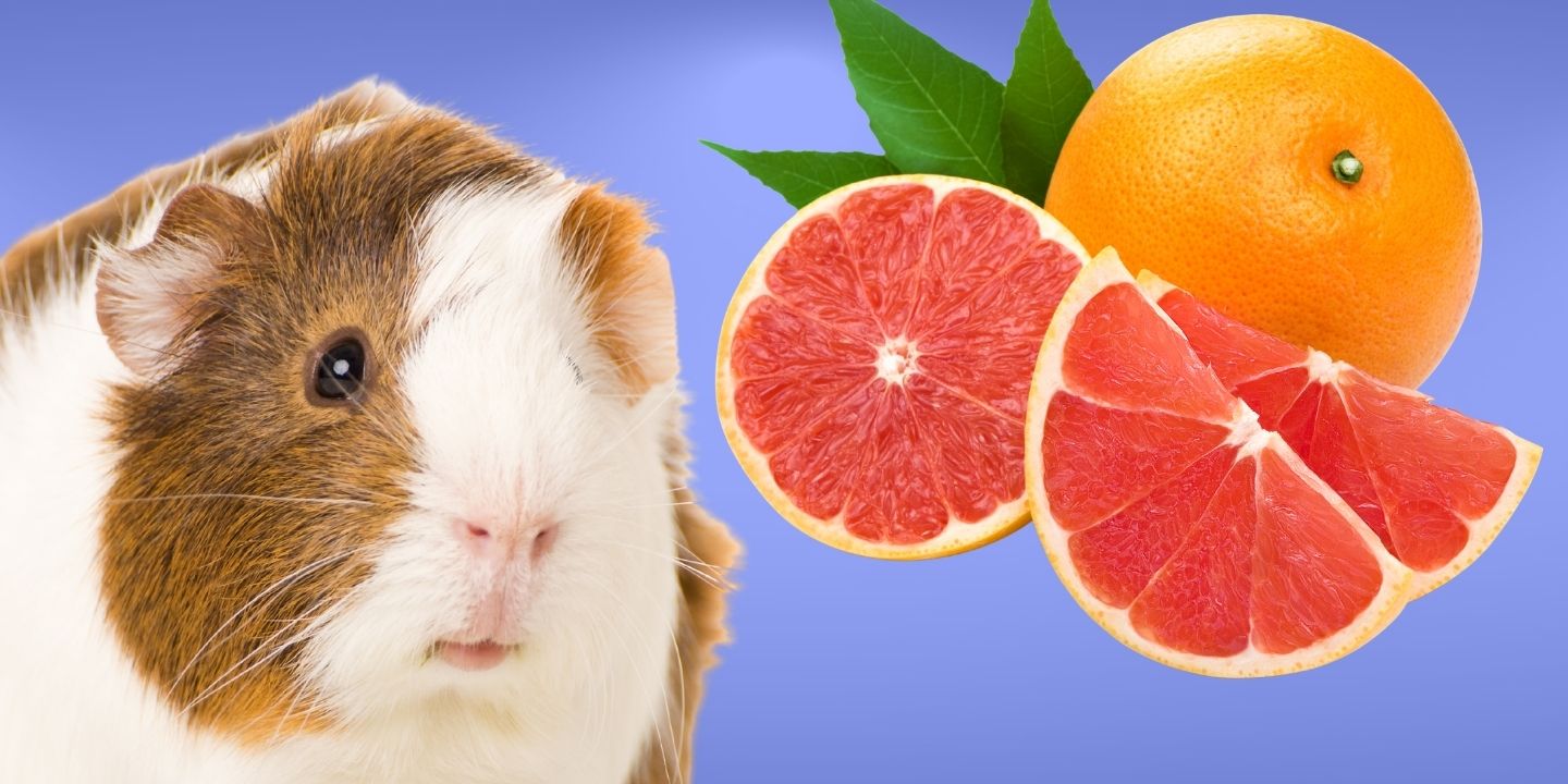 Can Guinea Pigs Eat Grapefruit? The Surprising Truth