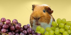 Can Guinea pigs Eat grapes?