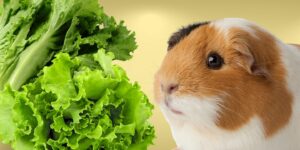 Can Guinea pigs Eat green leaf lettuce?