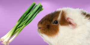 Can Guinea pigs Eat green onion?