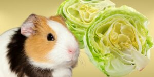 Can Guinea pigs Eat iceberg lettuce?