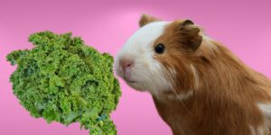 Can Guinea pigs Eat kale?