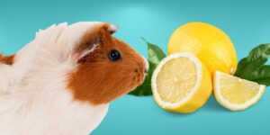 Can Guinea pigs Eat lemons?