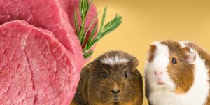 Can Guinea pigs Eat meat?