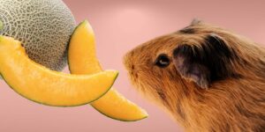 Can Guinea pigs Eat melon?