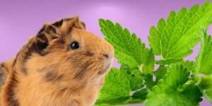Can Guinea pigs Eat mint?