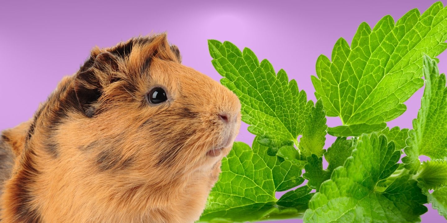 Can Guinea Pigs Eat Mint? A Comprehensive Guide