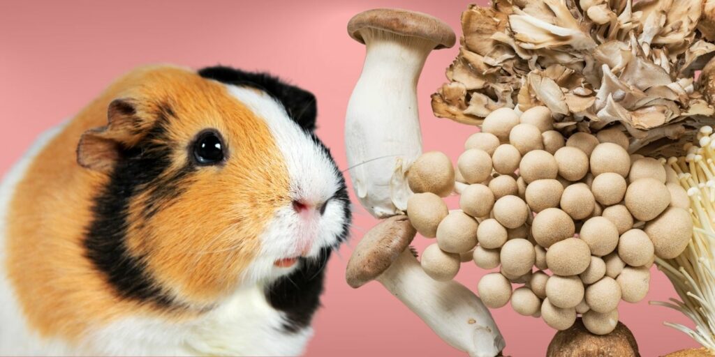 Can Guinea pigs Eat mushrooms?