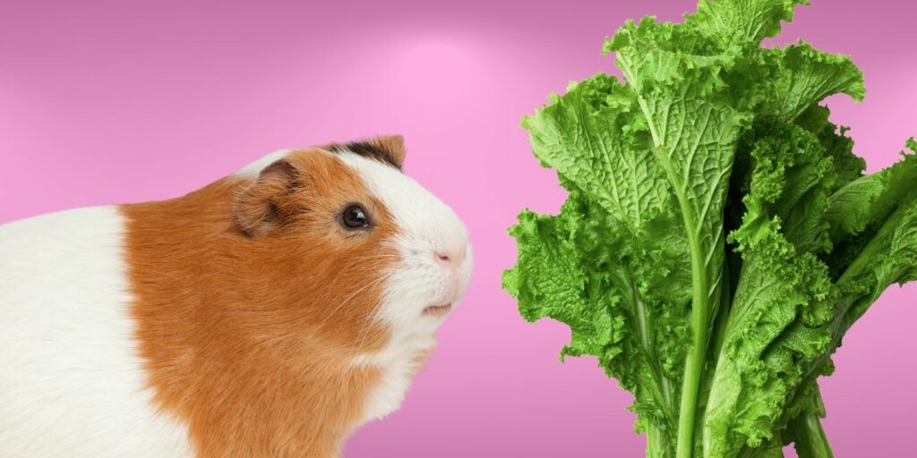 Can Guinea Pigs Eat Green Beans? A Comprehensive Guide