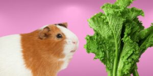 Can Guinea pigs Eat mustard greens?