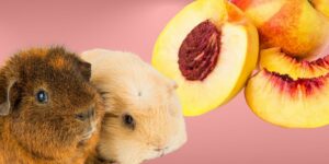 Can Guinea pigs Eat nectarines?