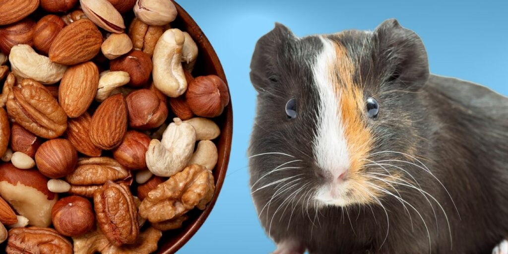 Can Guinea pigs Eat nuts?