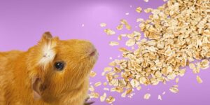 Can Guinea pigs Eat oats?