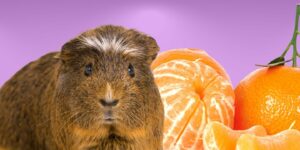Can Guinea pigs Eat oranges?