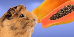 Can Guinea pigs Eat papaya?
