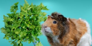 Can Guinea pigs Eat parsley?