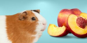 Can Guinea pigs Eat peaches?