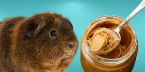 Can Guinea pigs Eat peanut butter?