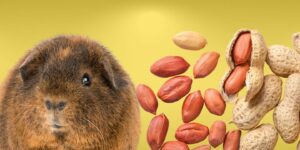 Can Guinea pigs Eat peanuts?