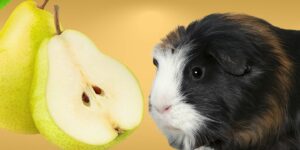 Can Guinea pigs Eat pears?
