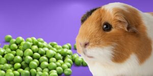 Can Guinea pigs Eat peas?