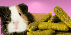 Can Guinea pigs Eat pickles?