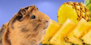 Can Guinea pigs Eat pineapple?