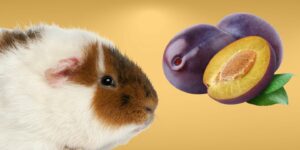 Can Guinea pigs Eat plums?
