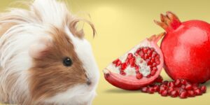Can Guinea pigs Eat pomegranate?