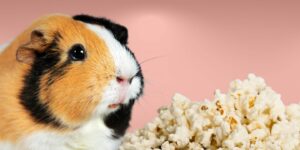 Can Guinea pigs Eat popcorn?