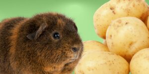Can Guinea pigs Eat potatoes?