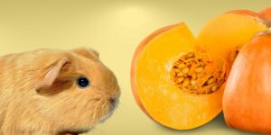 Can Guinea pigs Eat pumpkin?