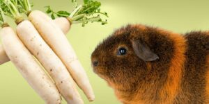 Can Guinea pigs Eat radishes?