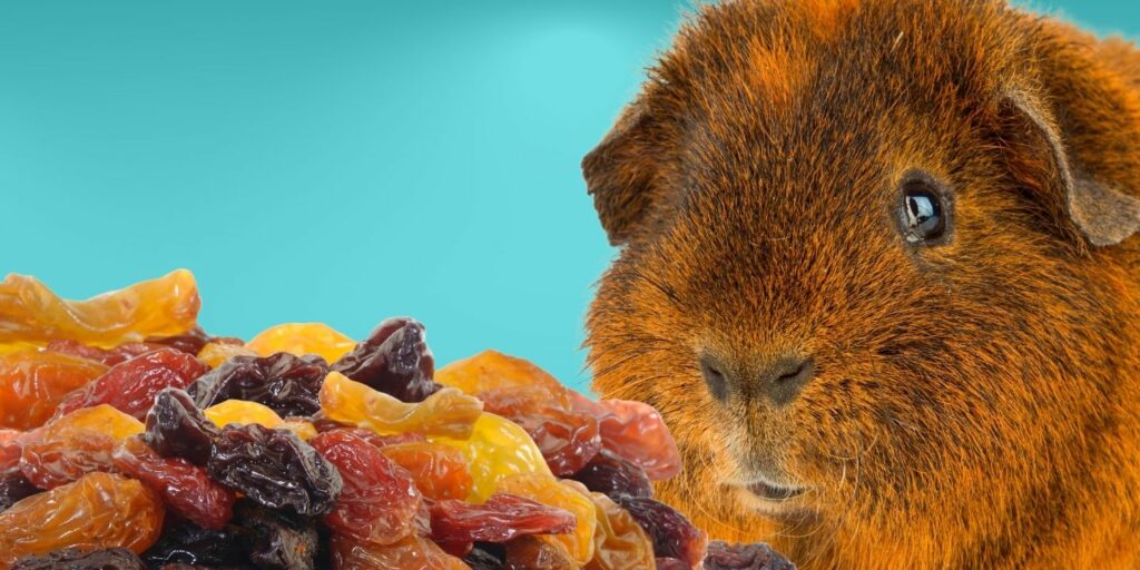 Can Guinea pigs Eat raisins?