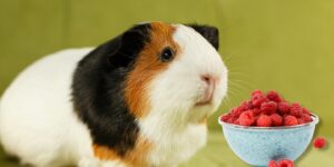 Can Guinea pigs Eat raspberries?