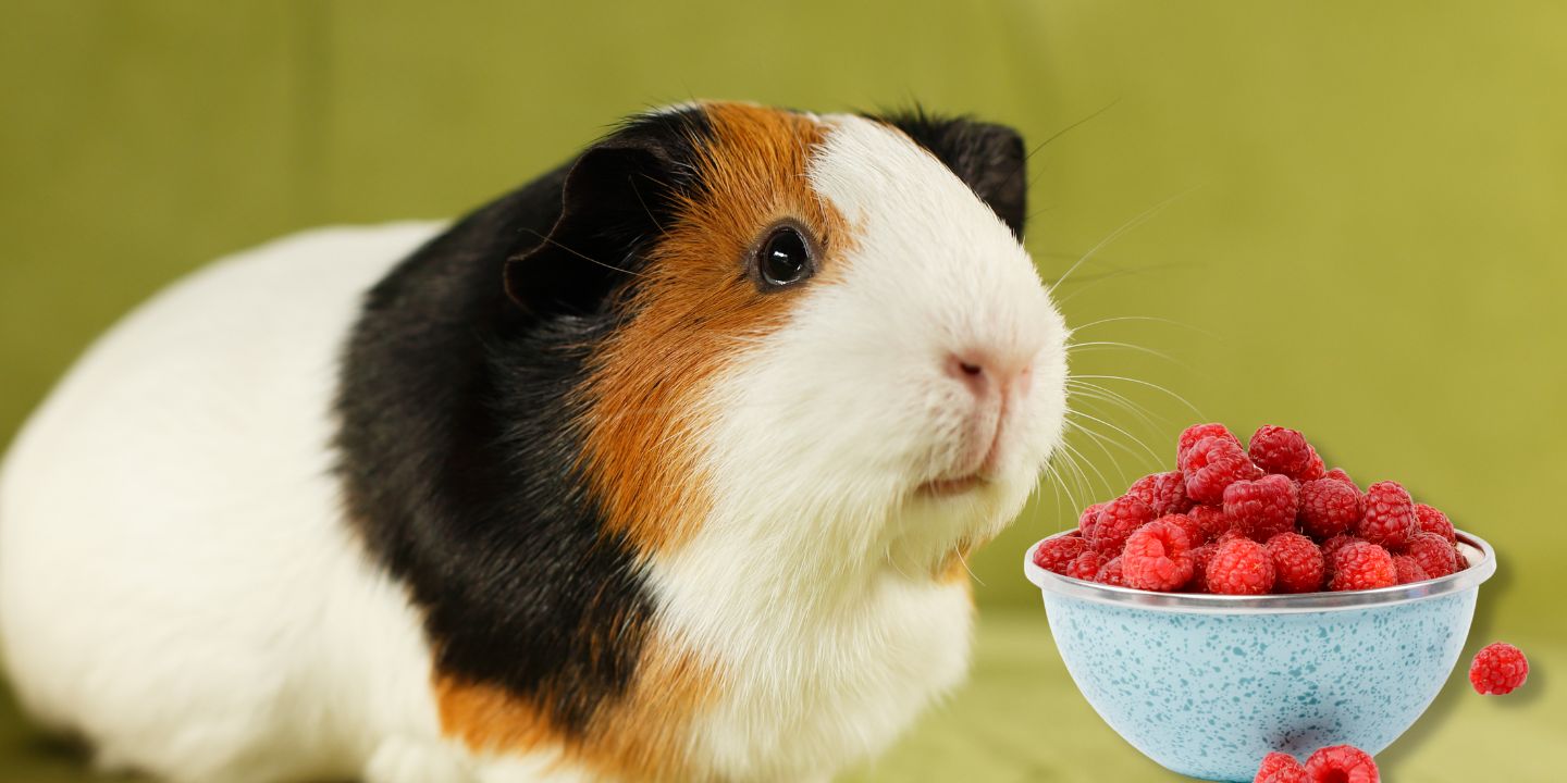 Can guinea pigs have clearance raspberries