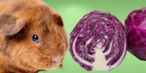 Can Guinea pigs Eat red cabbage?